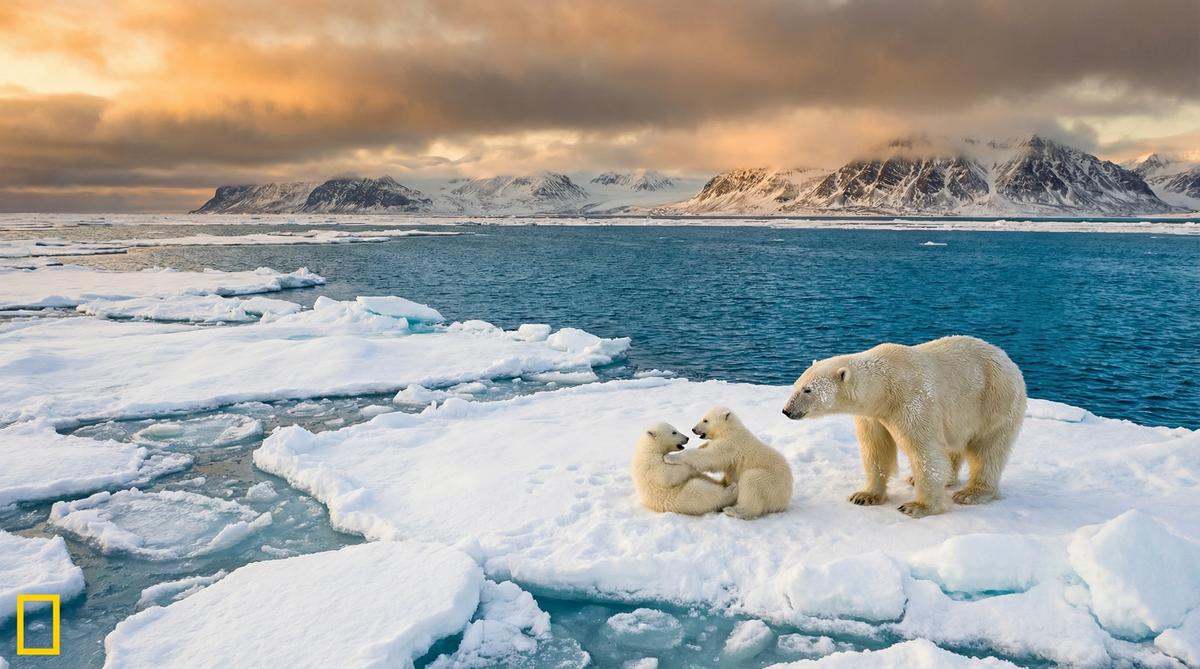 17c一起草北极熊视频